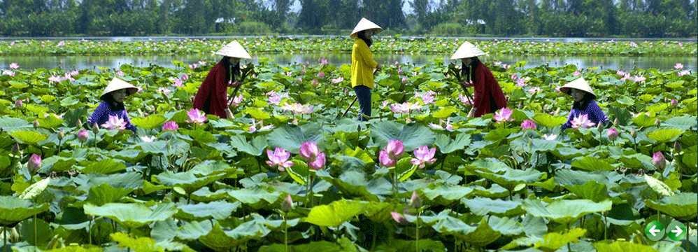 Tour Thanh Hóa - TP. HCM - Đồng Tháp - Cần Thơ - Đại Nam - Vũng Tàu 5 Ngày 4 Đêm